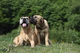 BOERBULL 030